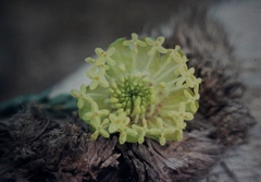 Pimelea sulphurea