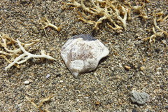 Isognomon incisus