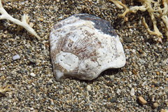 Isognomon incisus