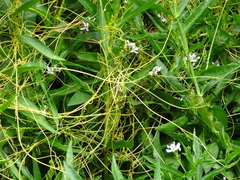 Cuscuta pentagona