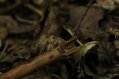 Dectochilus antucaria