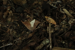 Dectochilus antucaria