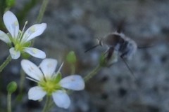 Bombylius incanus