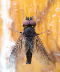 Symphoromyia