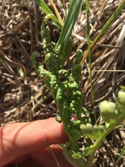 Botrychium matricariifolium