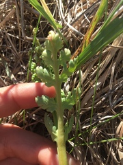 Botrychium matricariifolium