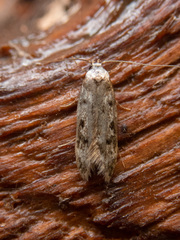 Endrosis sarcitrella