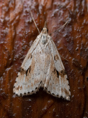 Udea washingtonalis