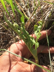 Botrychium matricariifolium
