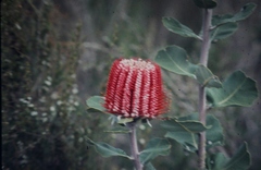 Banksia coccinea