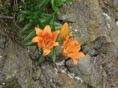 Lilium maculatum