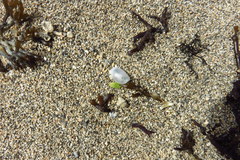 Lamprohaminoea cymbalum