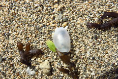 Lamprohaminoea cymbalum