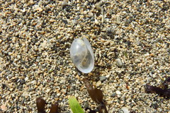 Lamprohaminoea cymbalum