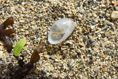 Lamprohaminoea cymbalum