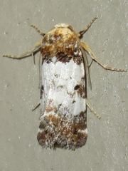 Pseudacontia crustaria