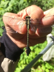 Gomphurus ventricosus