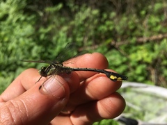 Gomphurus ventricosus