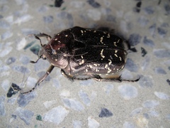 Protaetia orientalis sakaii