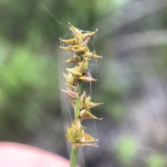 Carex sterilis