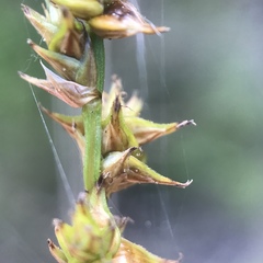 Carex sterilis