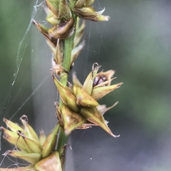 Carex sterilis
