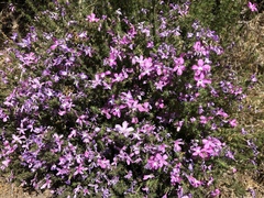 Linanthus californicus
