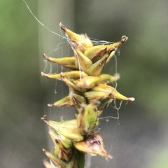 Carex sterilis