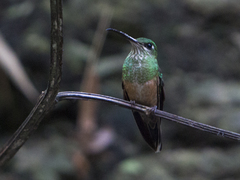 Sternoclyta cyanopectus