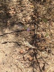 Eriastrum filifolium