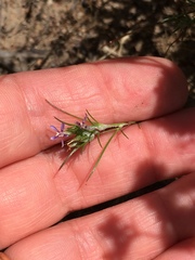 Eriastrum filifolium