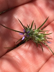 Eriastrum filifolium