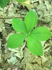 Isotria verticillata