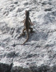 Sceloporus jalapae