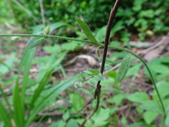 Myosotis verna