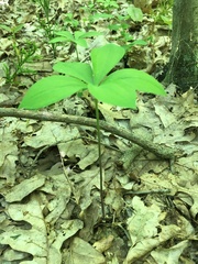 Isotria verticillata