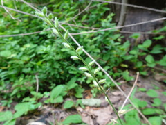 Myosotis verna