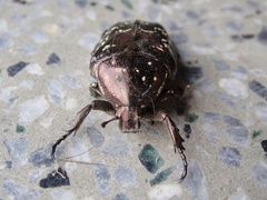 Protaetia orientalis sakaii