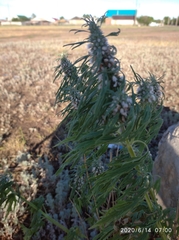 Leonurus glaucescens