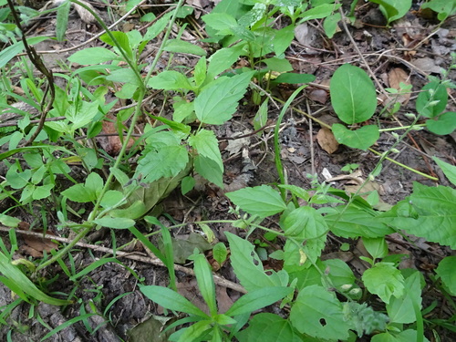 Image of Myosotis verna by (c) Thomas Koffel, some rights reserved (CC BY)