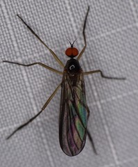 Rhamphomyia longicauda