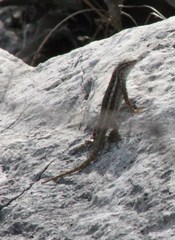 Sceloporus jalapae