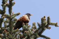 Turdus kessleri