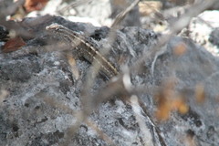 Sceloporus jalapae