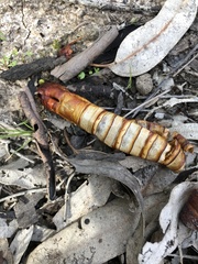 Oxycanus