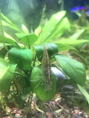 Caridina multidentata