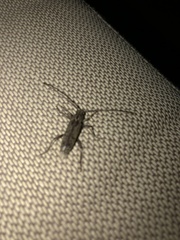 Elaphidion mucronatum