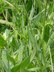 Polytaenia nuttallii