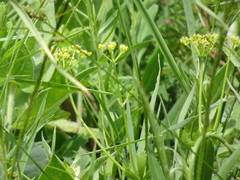 Polytaenia nuttallii
