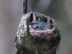 Sternoclyta cyanopectus